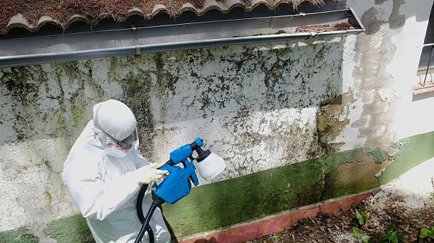 Top rated local Mold Remediation specialists in Kentwood, MI